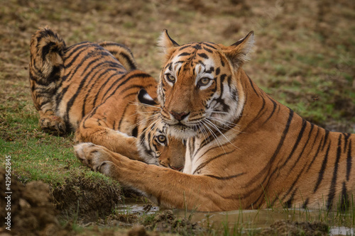 tiger in the wild. Maya the famous tigress of Tadoba with her cub.