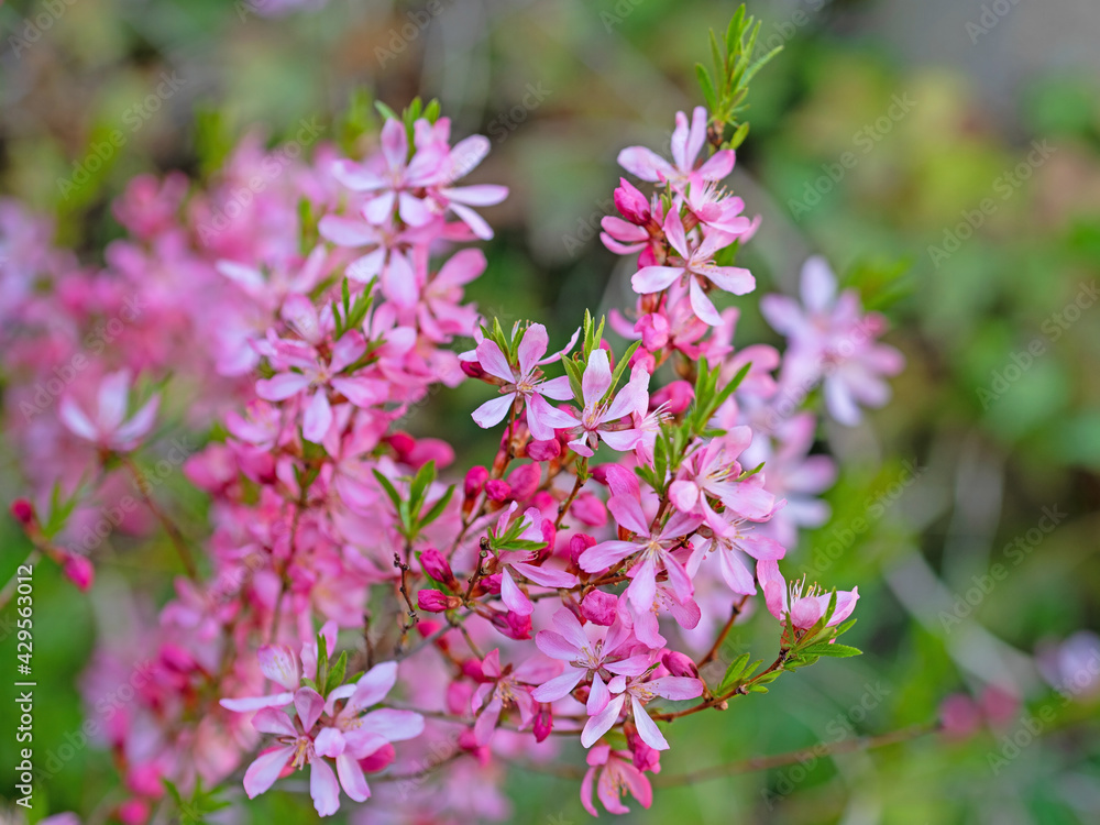 Naklejka premium Blühende Zwerg-Mandel, Prunus tenella, im Frühling