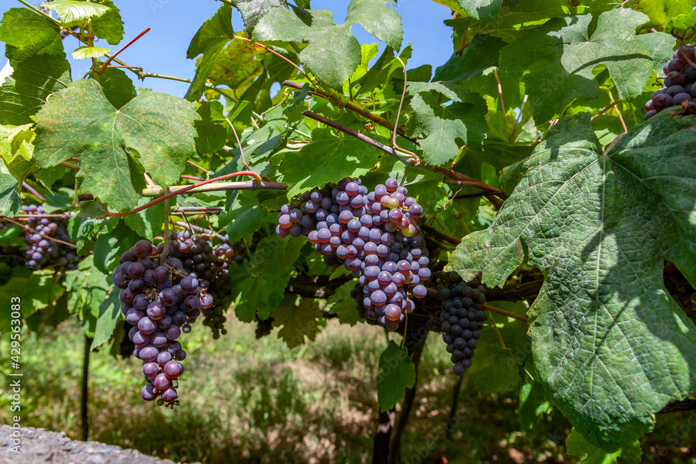 Wine production - grapes on the vine in a vineyard on the Portuguese island of Madeira. The majority of the island grapes are used in the production of Madeira Wine.