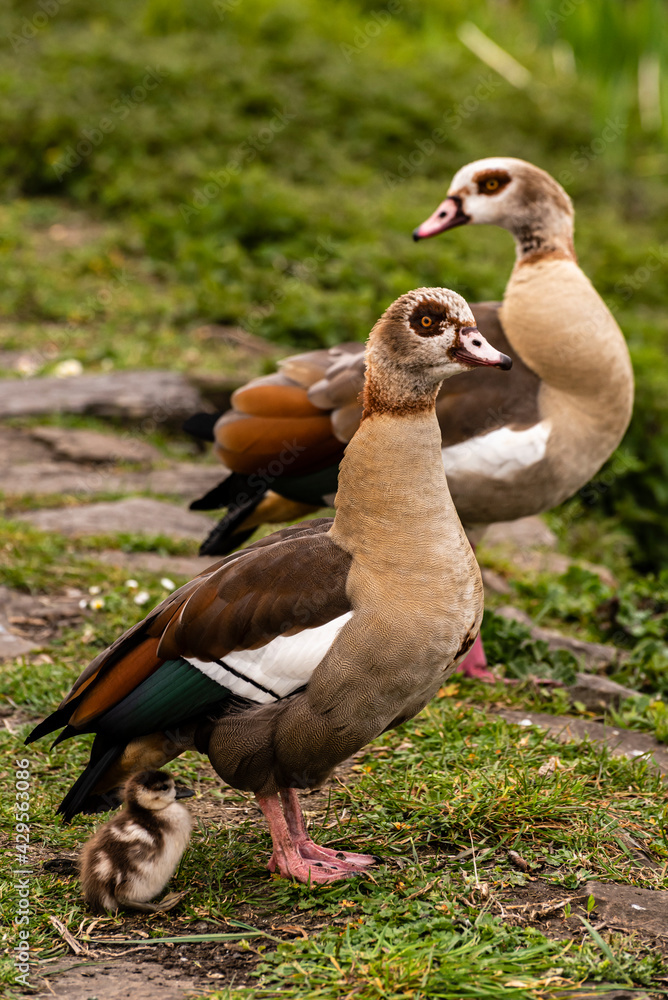 Obraz premium Familie Nilgans mit Jungtier im Frühling