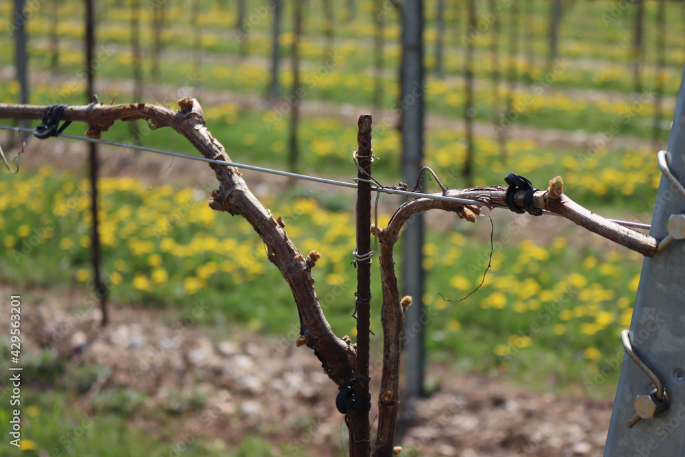 Vine plants growing in the vineyard in the countryside with dandelion in bloom . Vitis vinifera cultivation in northern Italy on early springtime Vine plants growing in the vineyard in the countryside with dandelion in bloom . Vitis vinifera cultivation in northern Italy on early springtime