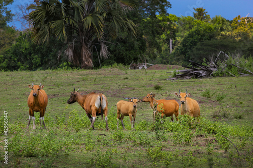 Fototapeta Naklejka Na Ścianę i Meble -  A herd of cows in the Sadengan Alas Purwo meadow, East Java, Indonesia