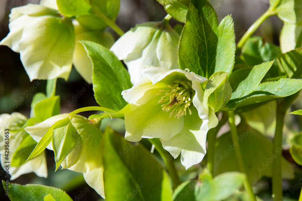 Obraz premium Beautiful delicate spring Helleborus flowers. Light green flowers with water drop on the petals. Macro, close up. Winter rose, green blossoms.
