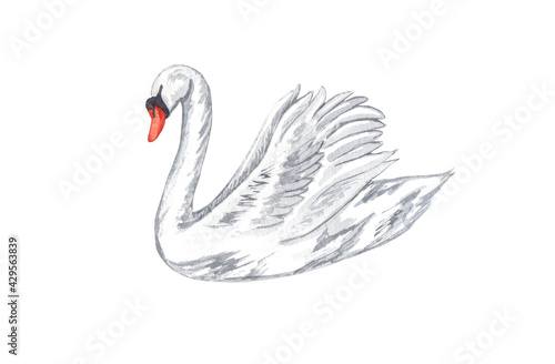 Watercolor white swan. Hand drawn white bird isolated on white background. love concept