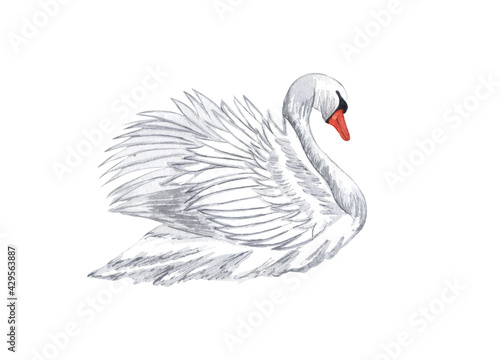 Watercolor white swan. Hand drawn white bird isolated on white background. love concept