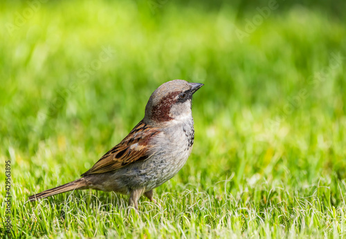 Sparrow sitting on green grass