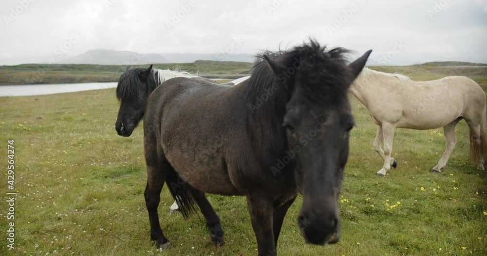 White and black horses on Iceland meadow, cinematic slowmo shot White and black horses on Iceland meadow, cinematic slowmo shot