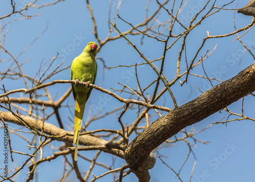 Long-tailed parrots in a city park in Baku