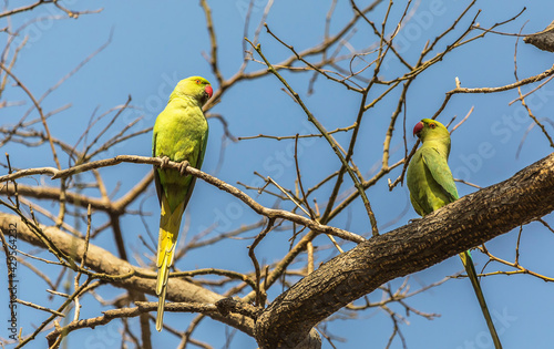 Long-tailed parrots in a ci...