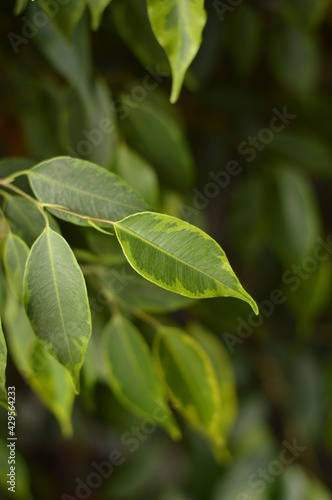 Ficus tree as decorative plant with juicy green leaves close-up
