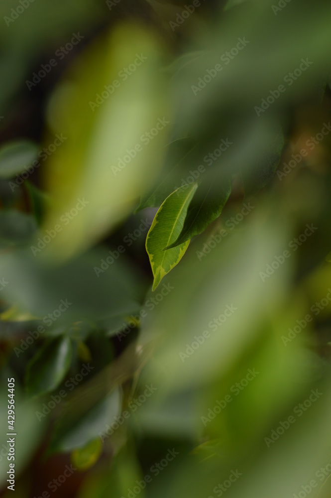 Ficus tree as decorative plant with juicy green leaves blurry close-up Ficus tree as decorative plant with juicy green leaves blurry close-up