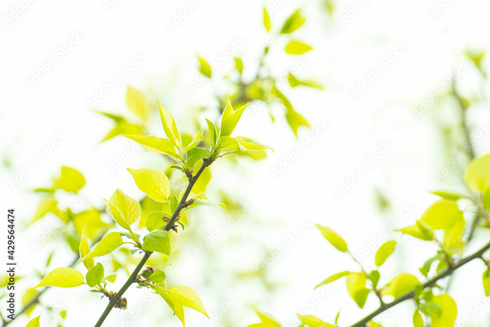 Obraz premium 초록 새싹이 있는 풍경