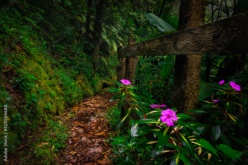 Fototapeta premium Rainforest path leading among trees and flowers. Very relaxing and pleasing atmosphere, all green leaves, violet flowers. Perfect place for holidays, hiking and adventures. Costa Rica is amazing.