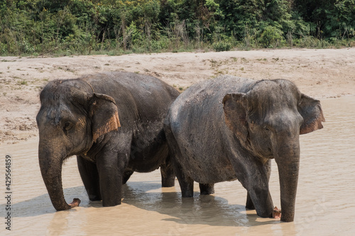 Elephants in the water