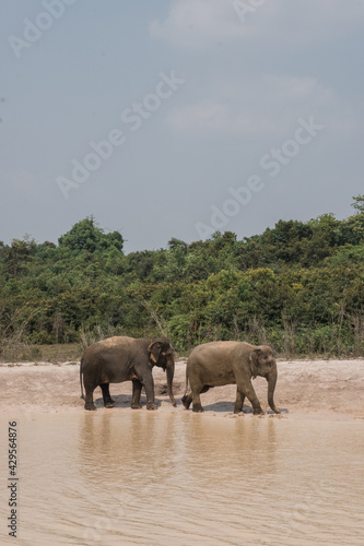 Elephants in the water