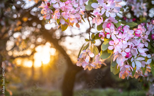 blooming tree in spring