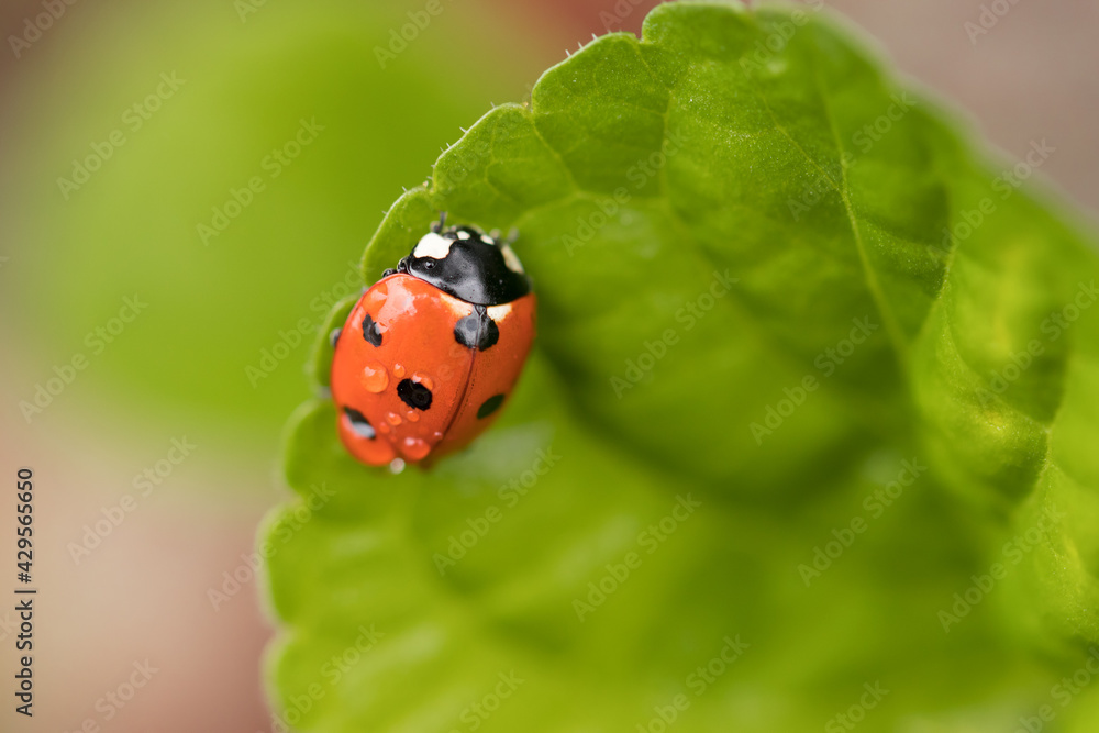 ladybug on a leaf ladybug on a leaf