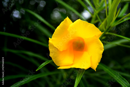 Thevetia peruviana blooming  yellow beautiful flower with bokeh background looks so charming and romantic