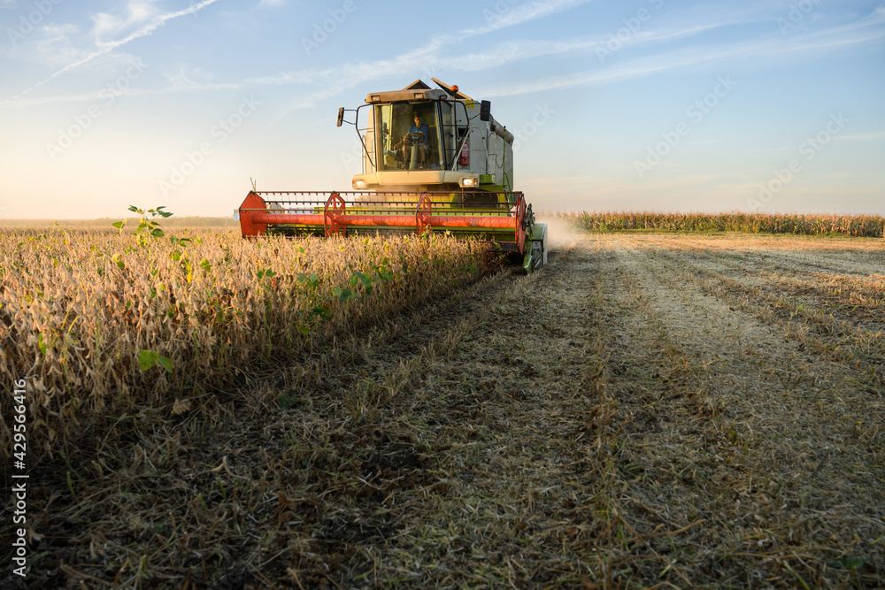 Obraz premium Harvesting of soybean field with combine.