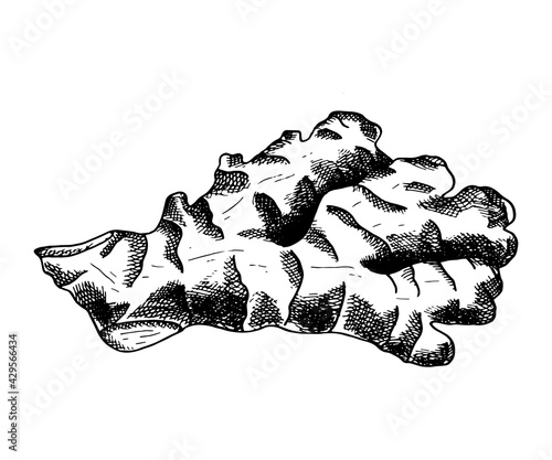 Ginger vector illustration. Hand drawn outline black and white ginger root. Herbal spice lineart sketch for packaging design, poster, menu, recipe book. Organic healthy vegan food