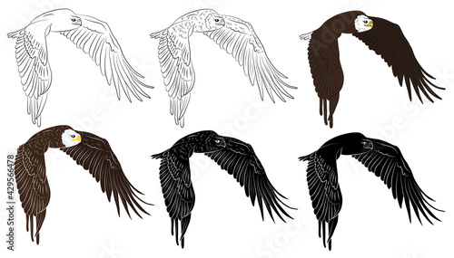 Set of Cartoon flying wild eagle in isolate on a white background. Vector illustration.