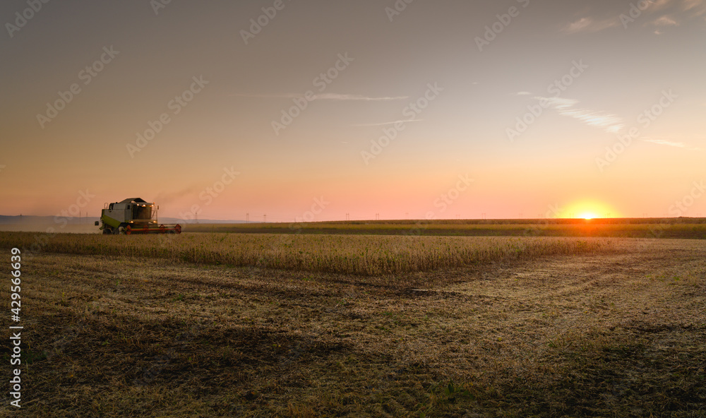 Fototapeta premium Harvesting of soybean field with combine.