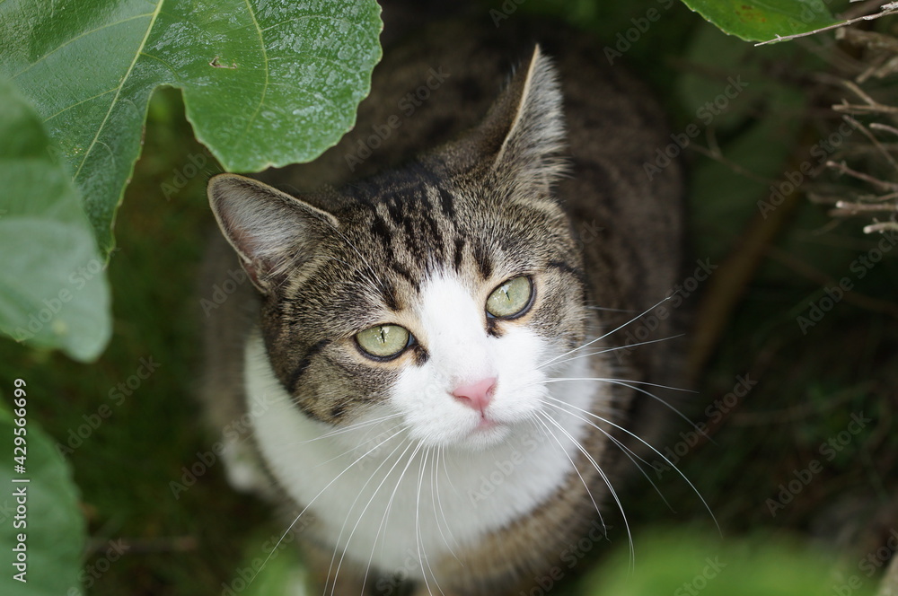 portrait of cat sitting between leaves looking up, view from above