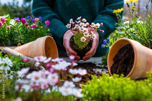 Woman planting seedlings of spring flowers into pots in the garden.