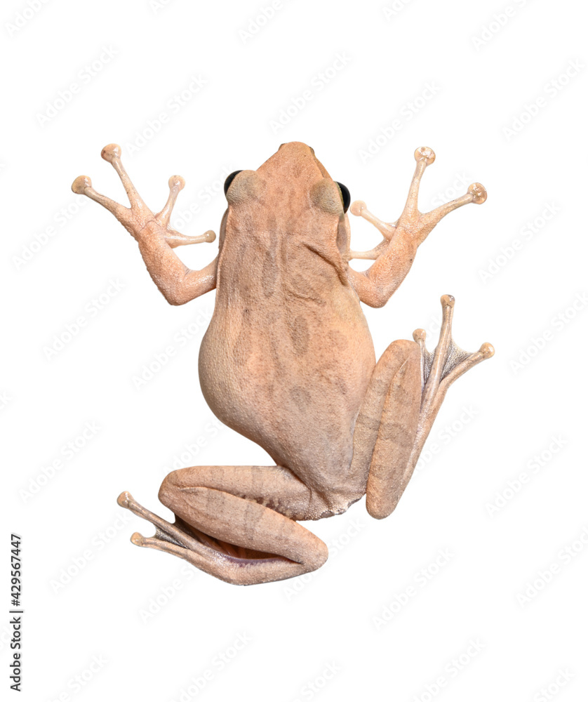 tree Frog  isolated on white background