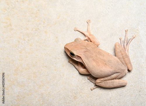 Tree frog on cement wall background