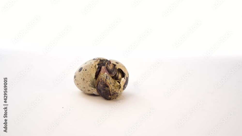 Newborn quail egg on white background. Chick hatching out its egg. The birth of a new little life Newborn quail egg on white background. Chick hatching out its egg. The birth of a new little life