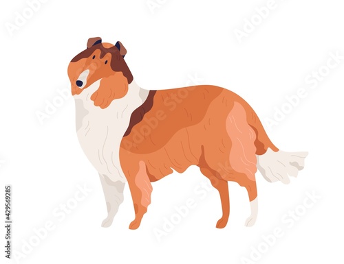 Dog of Collie breed standing on white background. Hairy doggy with shaggy coat. Friendly purebred pet. Isolated colored flat vector illustration