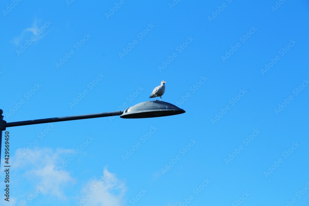 Fototapeta premium Seagull, bird on a street lamp