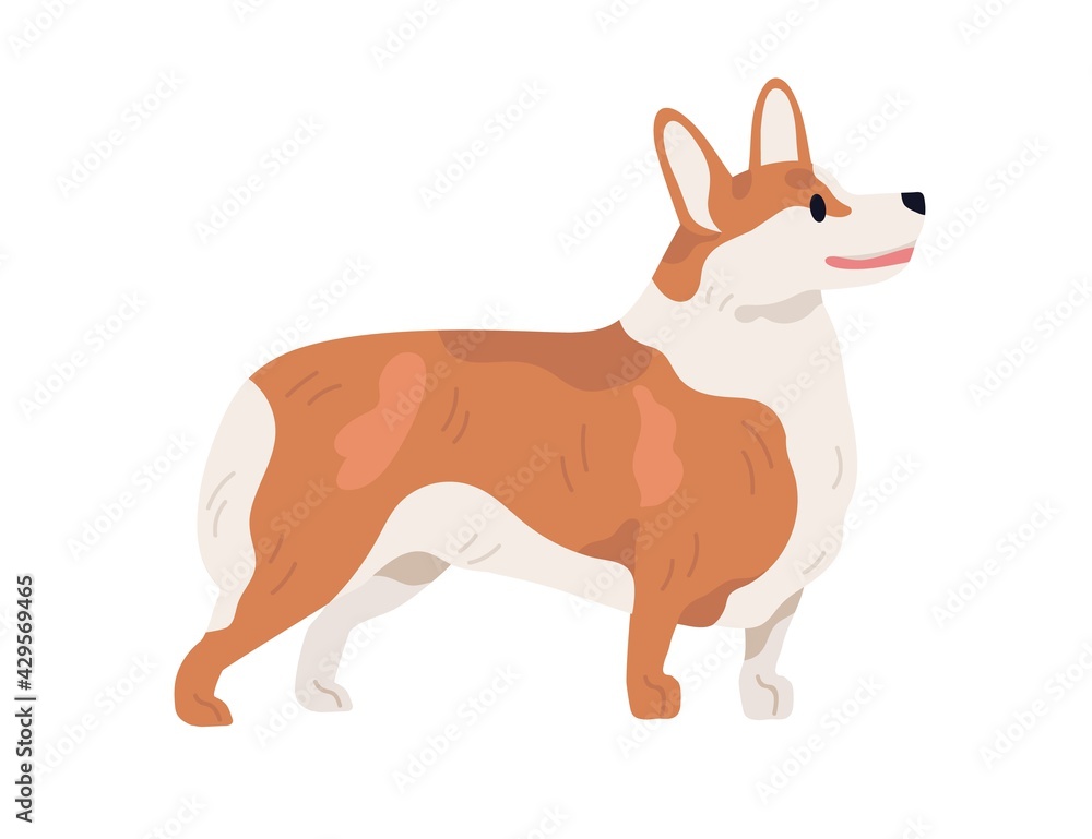 Pembroke Welsh Corgi profile. Short-legged dog of herding breed. Small adorable doggy standing on white background. Realistic purebred pet. Isolated flat vector illustration
