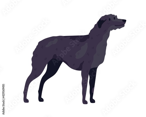 Irish Wolfhound breed. Guard or hunting dog. Tall doggy standing on white background. Realistic purebred wolf hound. Isolated flat vector illustration