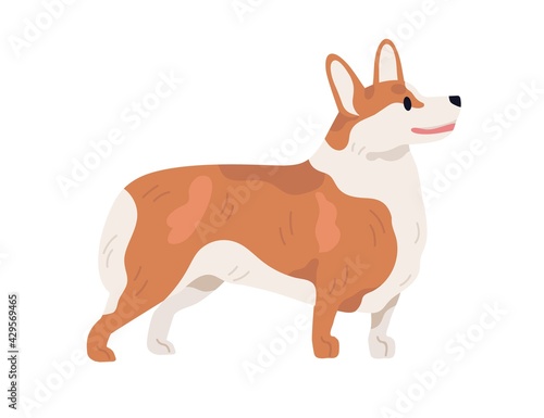 Pembroke Welsh Corgi profile. Short-legged dog of herding breed. Small adorab...