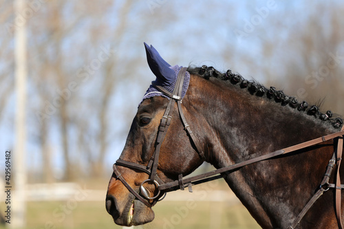 Head shot close up of a show jumper horse during competition under saddle with unknown rider
