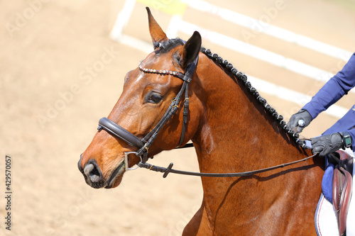 Head shot close up of a show jumper horse during competition under saddle with unknown rider
