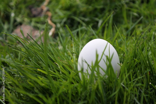 Easter egg on the grass in sunlight