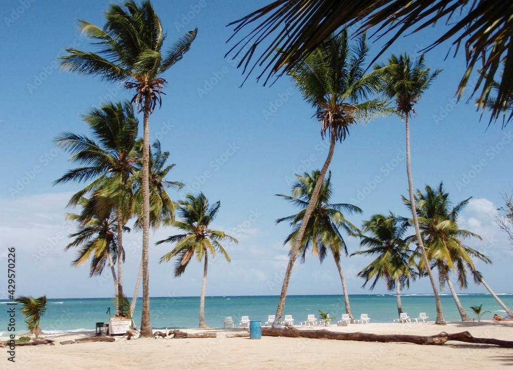 palm trees on a tropical beach in the Caribbean