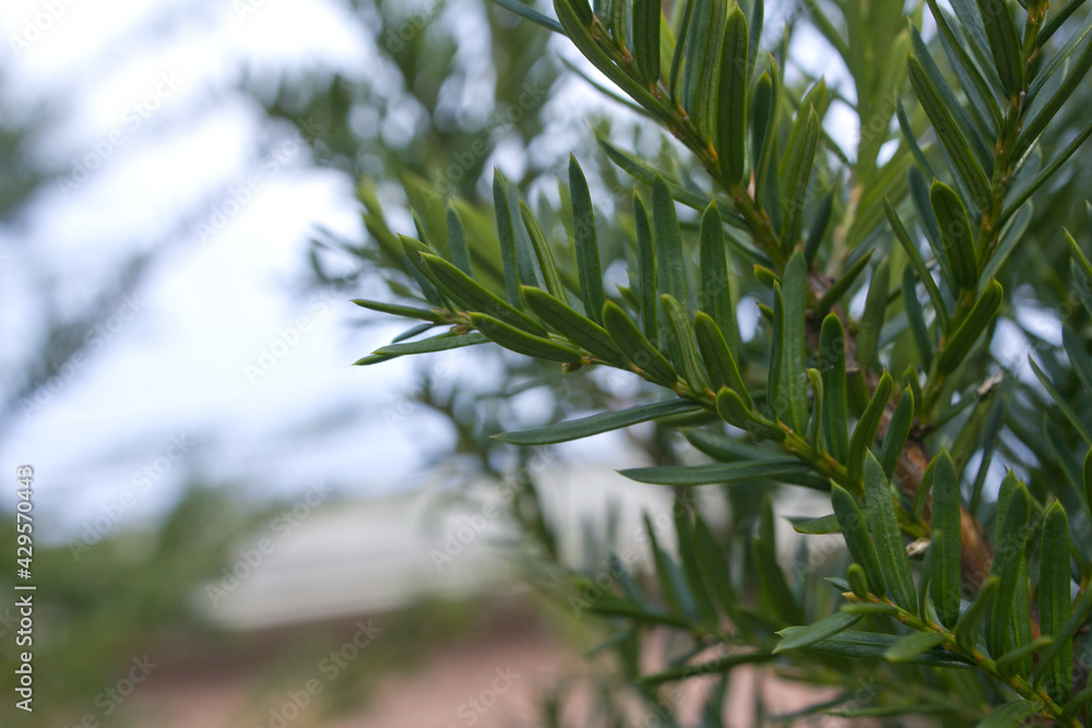 Taxus baccata close up. Green branches of yew tree(Taxus baccata, English yew, European yew). Taxus baccata close up. Green branches of yew tree(Taxus baccata, English yew, European yew).