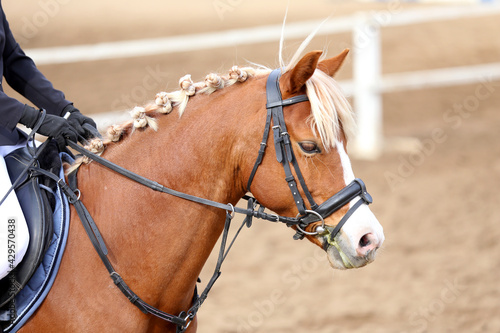  Photo of equestrian competition as a show jumping background.Head shot close up of a show jumper horse during competition under saddle with unknown rider © acceptfoto