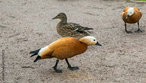 Photography Ruddy Shelduck among mallards and pigeons.