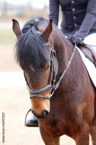  Photo of equestrian competition as a show jumping background.Head shot close up of a show jumper horse during competition under saddle with unknown rider
