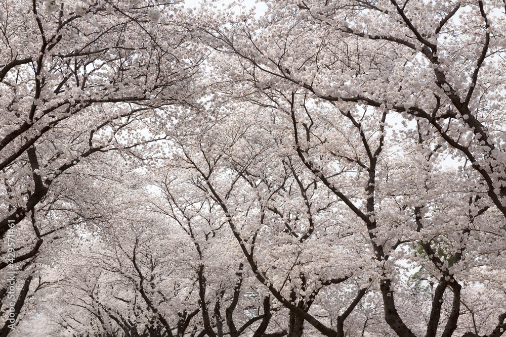 sakura tree sakura tree