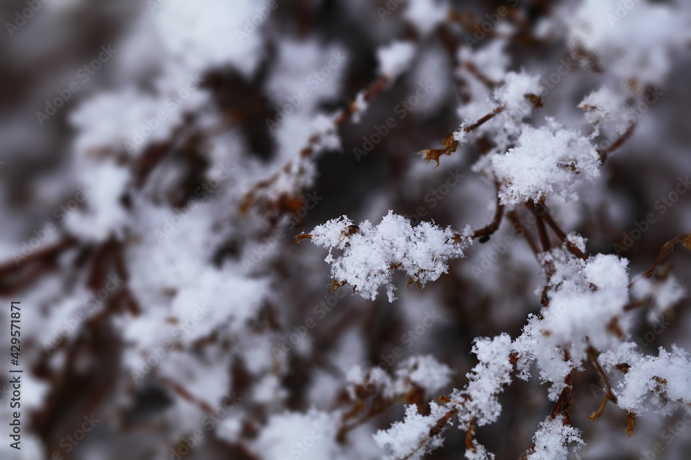 Flakes of snow on branch. Selective focus of Snowflake on tree during winter, shallow depth of field Flakes of snow on branch. Selective focus of Snowflake on tree during winter, shallow depth of field