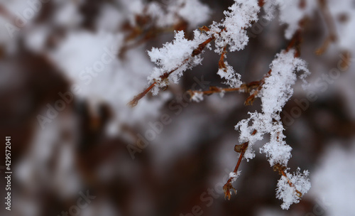 Flakes of snow on branch. Selective focus of Snowflake on tree during winter, shallow depth of field