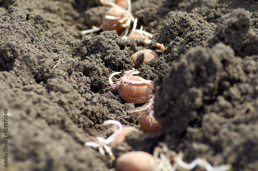 Photo of seed potatoes on the ground