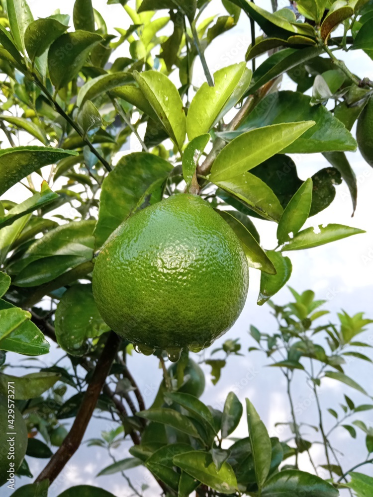 Lime fruit ready to be picked from the tree