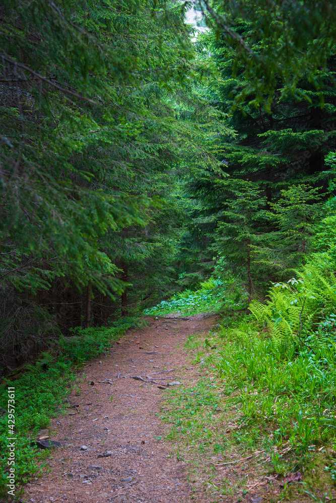 Beautiful forest in the morning Beautiful forest in the morning